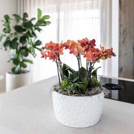 Orange plantesæt i honningskål inkl. vandreservoir - Tre orange Bolzano-orkideer 9 cm og tre grønne Rhipsalis-planter | Junglebuket orange med selvstændig vandreservoir