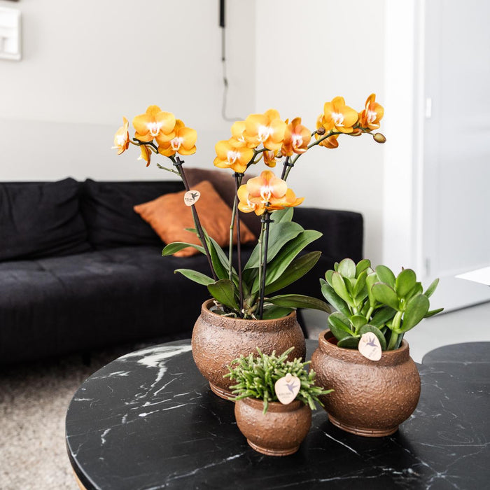 Phalaenopsis orchideeën - Las Vegas - 4x - Ø12cm - Bloeiende kamerplant