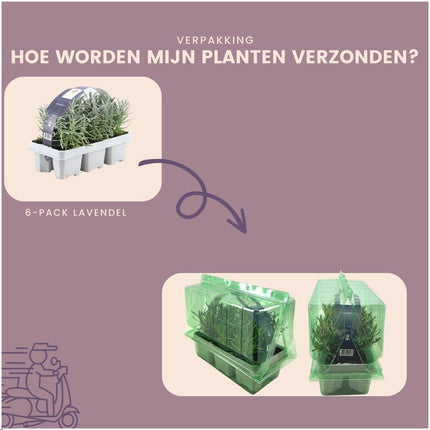Lavendel Angustifolia - ↕15cm - Ø7cm - 2 x 6er Packung - 12 Stück