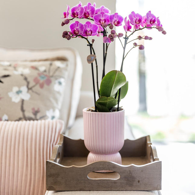 Kolibri Home | Maceta Diabolo rosa - Ø9cm