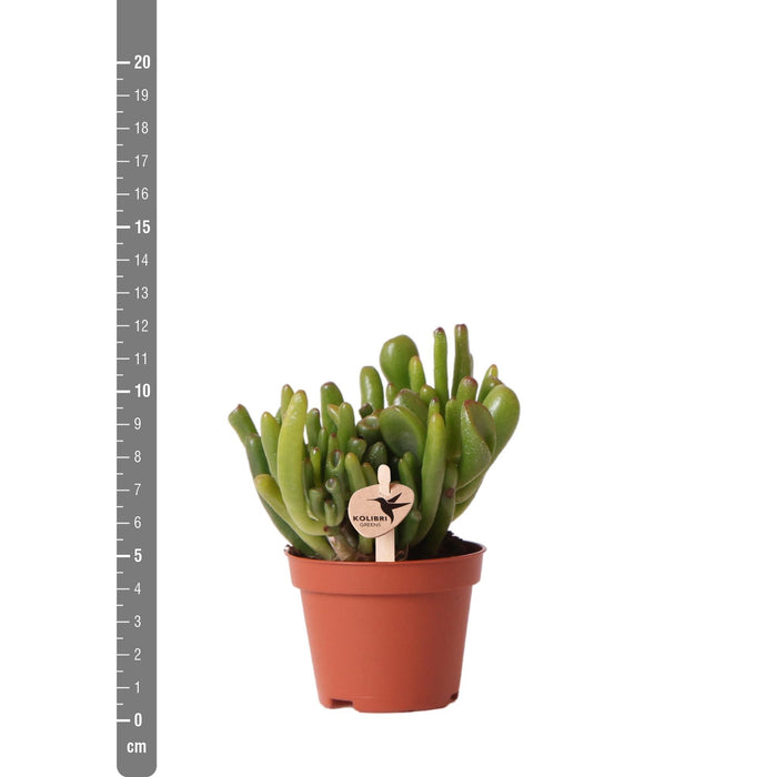 Crassula Hobbit - Vetplant - Ø6cm - Kolibri Greens