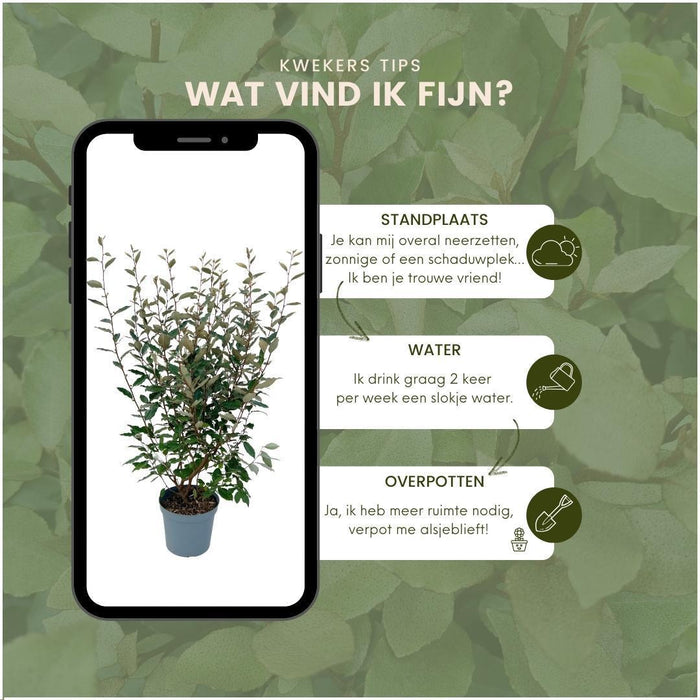 Olijfwilg planten voor 10 strekkende meter haag - ↕100-125 cm in 12 liter pot - 25x