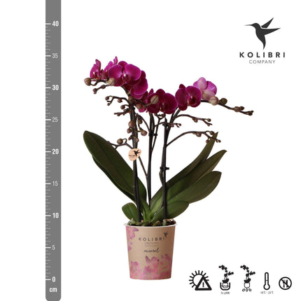 Orchidea Phalaenopsis viola - Morelia - Ø9cm - Pianta da interno fiorita