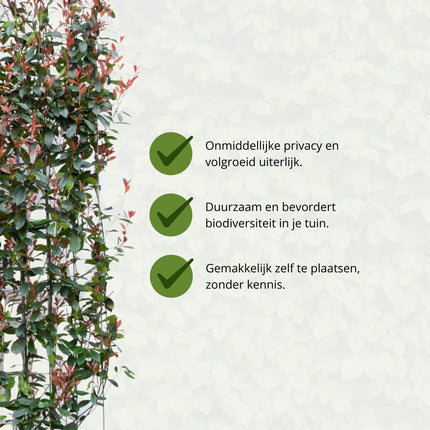 Photinia Fraseri 'Carré Rouge' - Glansmispel - Færdiglavet hæk - 120 x 120 x 180 cm