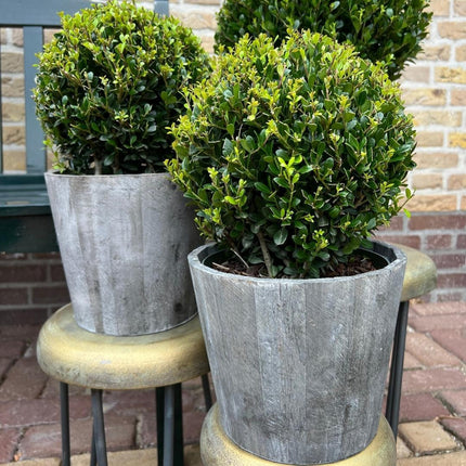 Ilex crenata 'Jenny' ball in wooden pot - Ø20cm - 2x