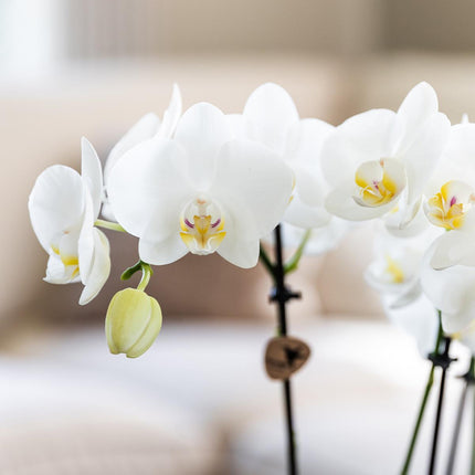 Orchidées - Coffret surprise - Coffret découverte - Coffret surprise contenant 4 orchidées différentes - Ø12cm