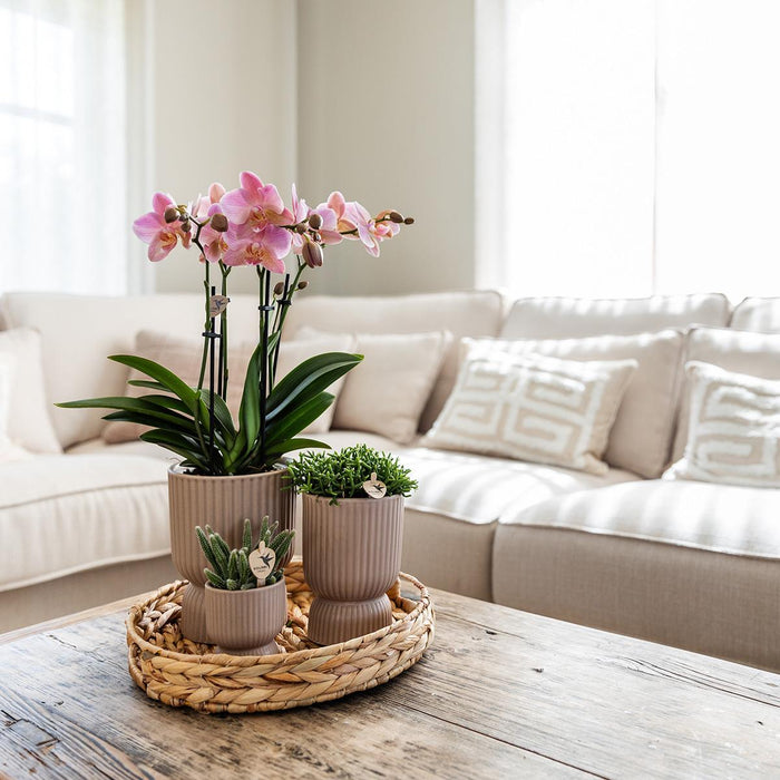 Gele Phalaenopsis orchidee - Mexico + Diabolo pot sand - Ø9cm - Bloeiende kamerplant