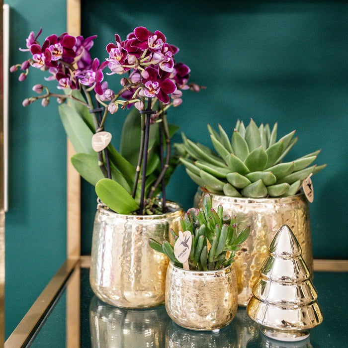Roze paarse Phalaenopsis orchidee - El Salvador + Luxury gouden sierpot - Ø9cm - ↕35cm - Bloeiende kamerplant