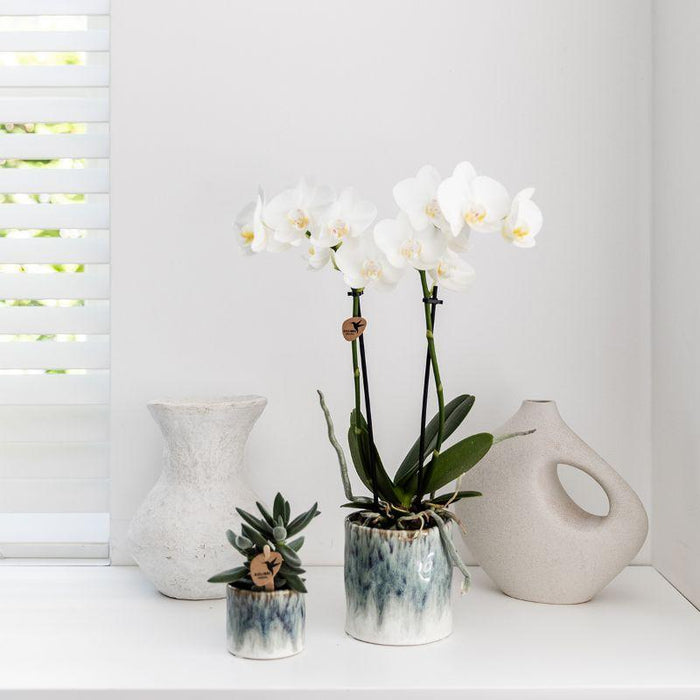 Witte Phalaenopsis orchidee – Amabilis + Sky pot – Ø9cm – ↕40cm - Bloeiende kamerplant in bloempot