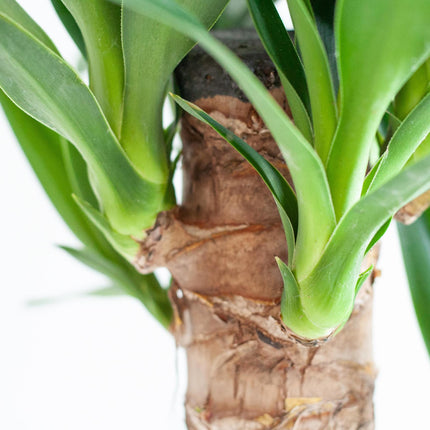 Dracaena Janet Lindt avec Viber blanc - ↕95cm - Ø21cm - Plante dragon