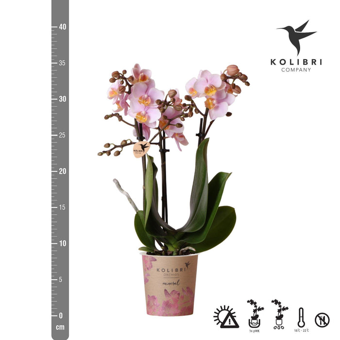 Roze phalaenopsis orchidee - Andorra - Ø9cm - Bloeiende kamerplant