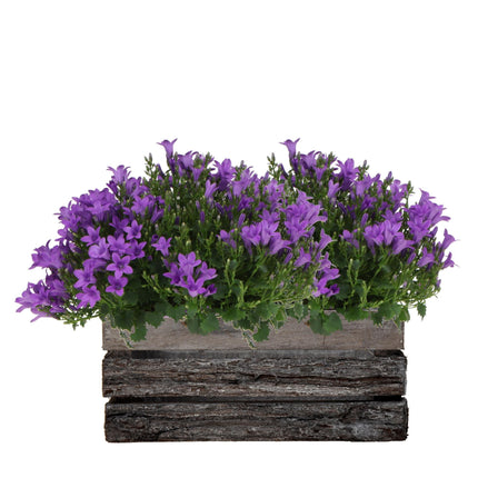 Campanula Addenda Ambella Intense purple - Vaso in legno con 2 piante da giardino - Ø12cm