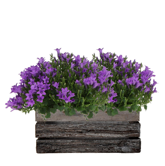 Campanula Addenda Ambella Morado intenso - Cuenco de madera con 2 plantas de jardín - Ø12cm