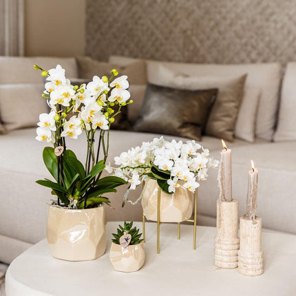 Kolibri Home | Combi deal - Pearl travertine pots