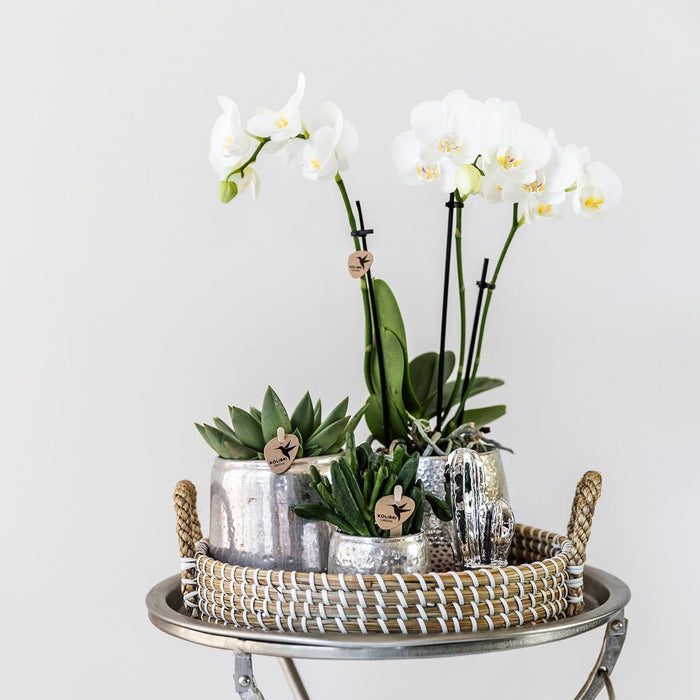 Gift set Christmas silver | Plantenset met witte Phalaenopsis Orchidee en Succulenten incl. keramieken sierpotten