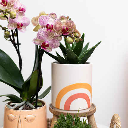 Plant set - Aloe Brevifolia in Rainbow peach decorative pot - Succulent plant - Ø9cm - Kolibri Greens