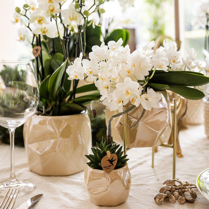 Kolibri Home | Combi deal - Pearl travertine pots
