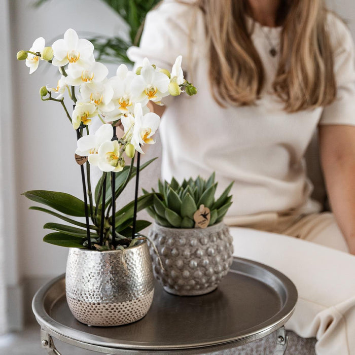 Witte Phalaenopsis orchidee - Amabilis + Elite pot silver - Ø9cm - ↕35cm - Bloeiende kamerplant