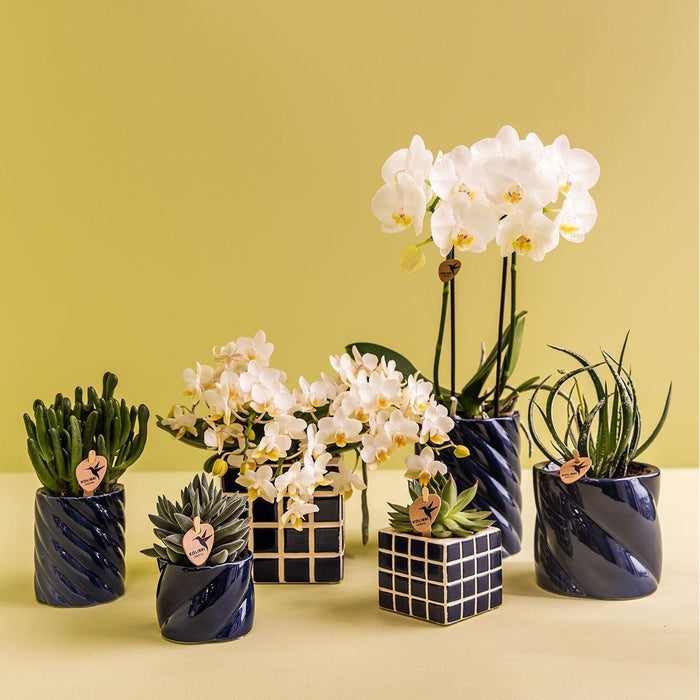 Witte orchidee Amabilis + Candy sierpot blauw - Ø9cm - Bloeiende kamerplant