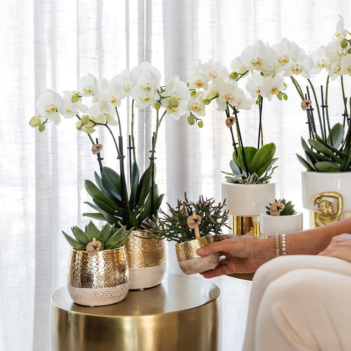 Witte Phalaenopsis orchidee - Amabilis + Lush pot - Ø9cm - ↕35cm - Bloeiende kamerplant