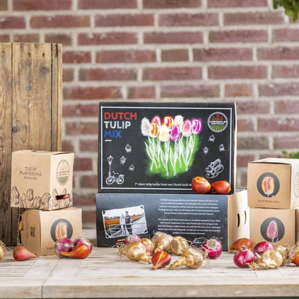 Flowerbulbs Amsterdam - Hollandsk Tulipan Mix - Luksusæske stor, 90 blomsterløg til 2,5 m² blomsterpragt - Størrelse 12+