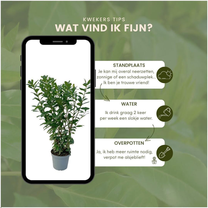 Grote Laurierkers Planten Novita voor 10 strekkende meter haag  - 12L - 25x - ↕100-125 cm