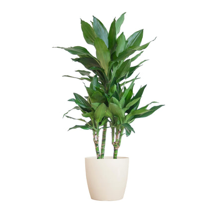 Dracaena Janet Lindt avec Viber blanc - ↕95cm - Ø21cm - Plante dragon