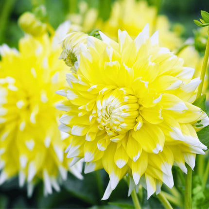 Dahlia Bollen | Luxe Box Large, set van 6 Dutch dahlia's, 2 boxen voor ruim 2m²