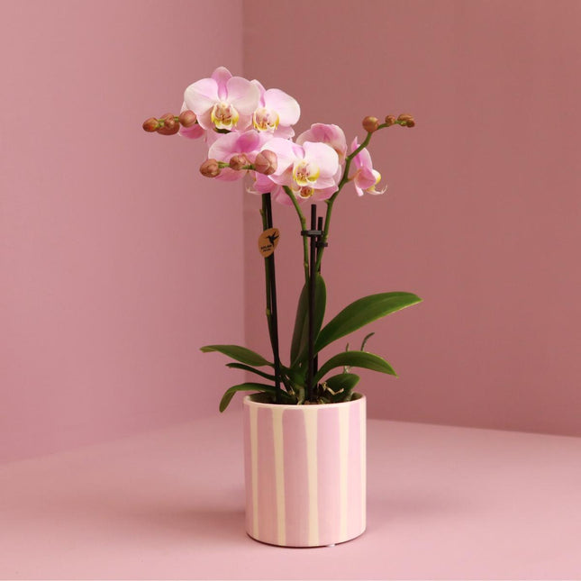 Pink Phalaenopsis orchid Portugal + Painted Stripe pot pink - Ø9cm - Flowering houseplant