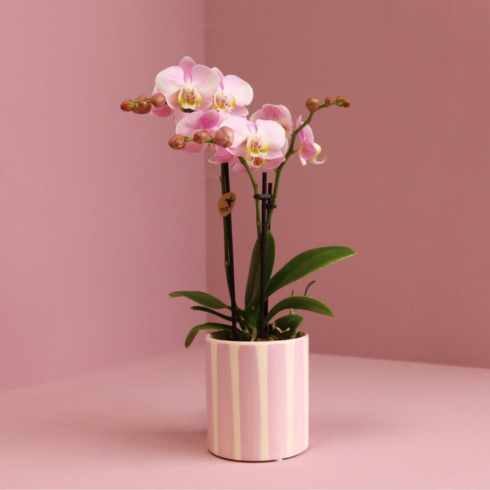 Roze Phalaenopsis orchidee Portugal + Painted Stripe pot roze - Ø9cm - Bloeiende kamerplant