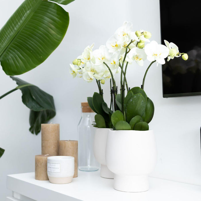 Witte Phalaenopsis orchidee - Jewel Ghent + Scandic witte sierpot - Ø12cm - Bloeiende kamerplant