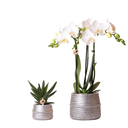 Groove Silver Plant Set - Sæt med hvid Phalaenopsis orkidé Amabilis Ø9cm og grøn sukkulent Aloe Brevifolia Ø6cm - med dekorative sølvkeramiske potter