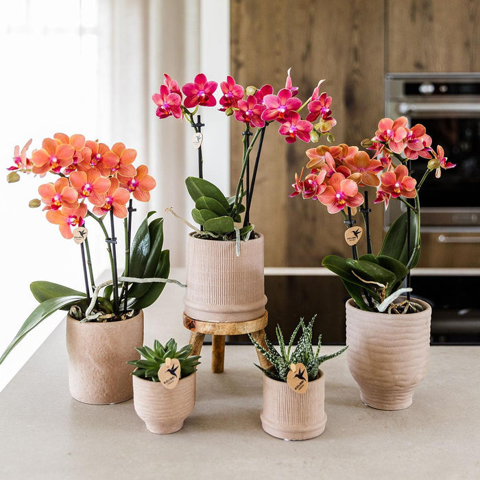 Rode orchidee Congo + Bali sierpot sand - Ø9cm - Bloeiende kamerplant