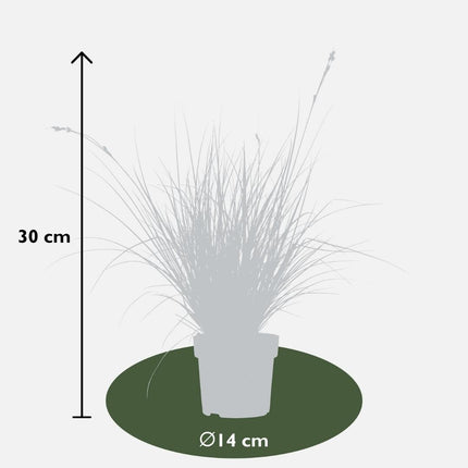 Carex brunnea Variegata - Zegge - ↕25cm - Ø14cm - 3x