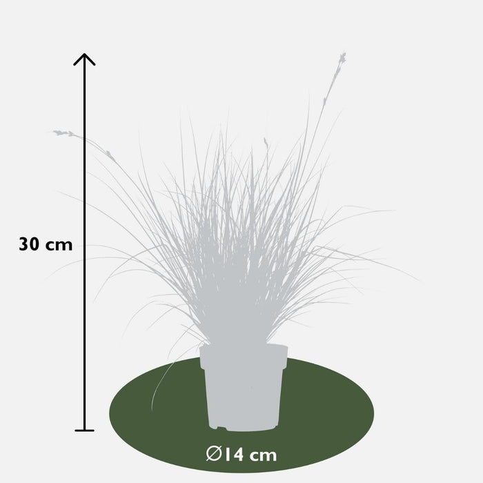 Carex brunnea Variegata - Zegge - ↕25cm - Ø14cm - 3x
