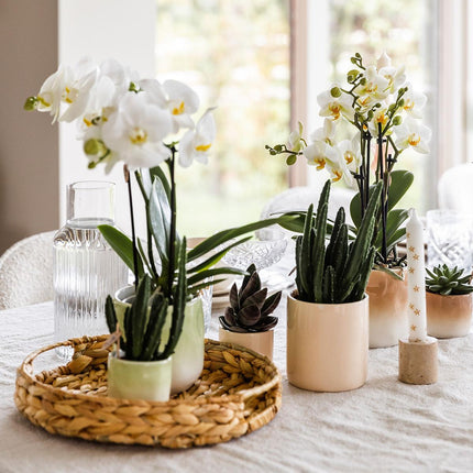 Hummingbird Home | Dekorativer Übertopf Gradience – Grün – Ø 9 cm