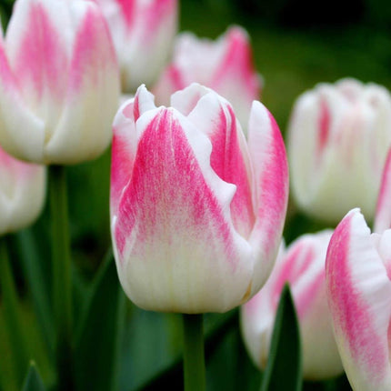 Bulbes de fleurs Amsterdam - Appie's Best - 30 bulbes de fleurs - Taille 12+