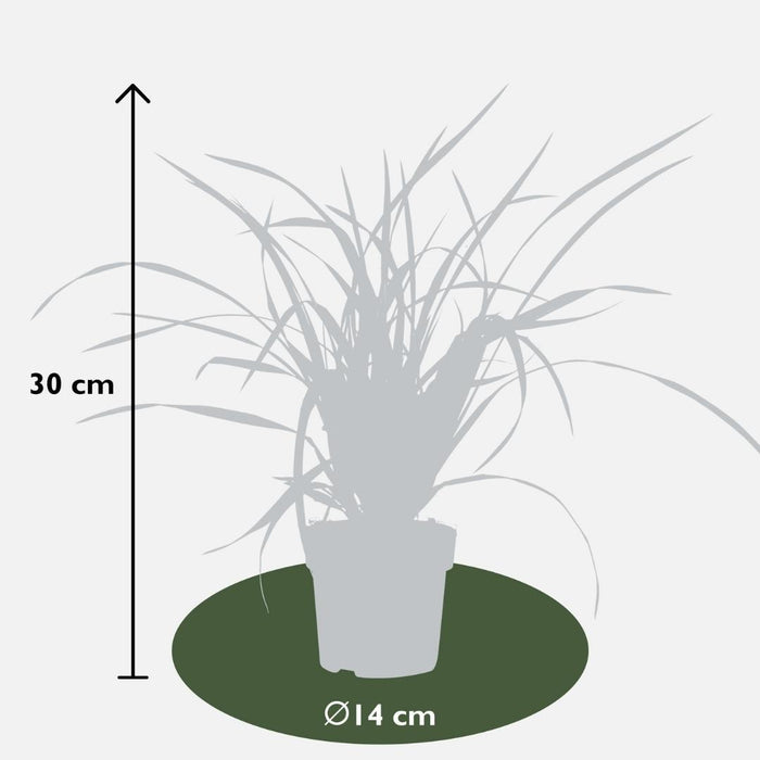 Carex morrowi 'Irish Green' - Zegge - ↕25cm - Ø14cm - 3x