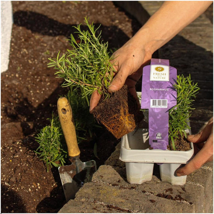 Rosmarinus Officinalis - ↕20cm - Ø7cm - 4x6 pack - 24x