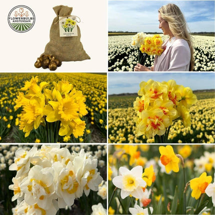 Flowerbulbs Amsterdam – Mittlere Narzissenmischung – Nachhaltige Vorteilspackung, 50 Blumenzwiebeln für 1 m² Blütenpracht – Größe 12/14
