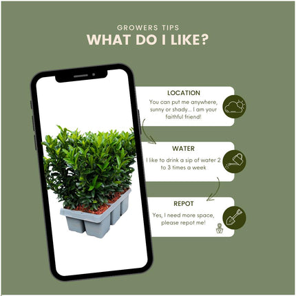Euonymus 'Green Spire' - Buxus Vervanger - ↕15cm - Ø7cm - 48x