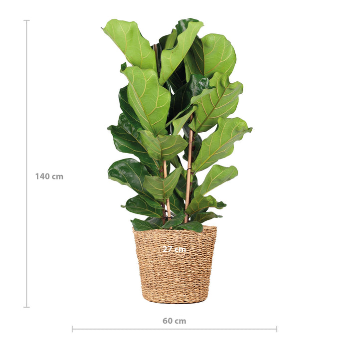 Ficus Lyrata XL met mand Torun - ↕140cm - Ø27cm