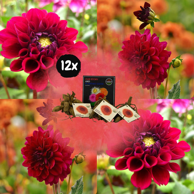 Bulbi di dalia | 12 tuberi di dalia Heatwave per 2 m², grandi fiori rosso intenso