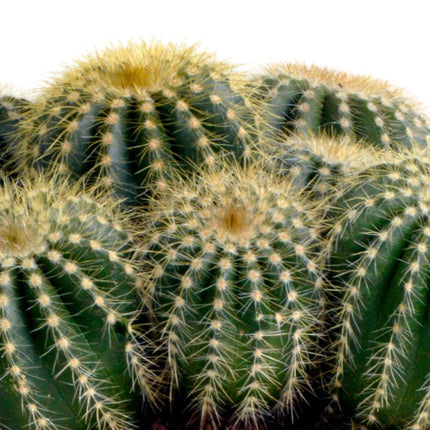 Eriocactus Warasii - ↕15cm - Ø12cm