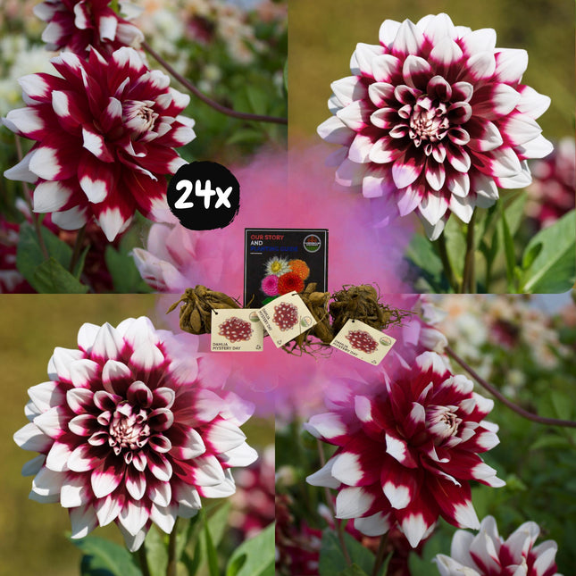 Bulbi di dalia | 24 tuberi di dalia a fioritura misteriosa per 4 m², dall'aspetto a fiore grande