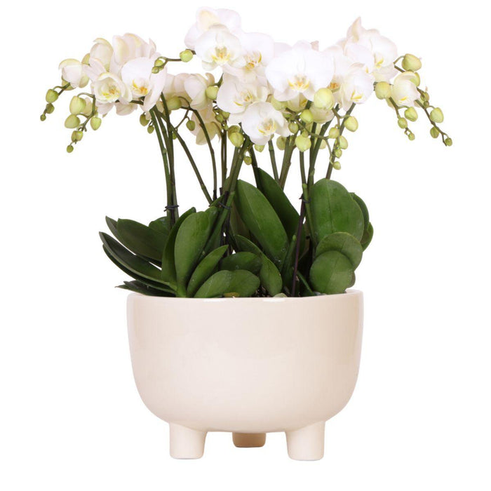 Witte plantenset in Gummy dish incl. waterreservoir | drie witte orchideeën | Mono Bouquet wit met zelfvoorzienend waterreservoir