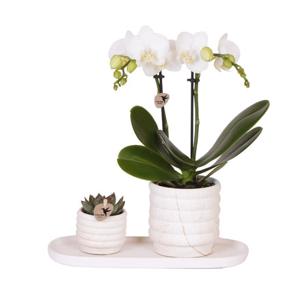 Kolibri Company | Set de plantas pequeñas Slow Living | Orquídea Phalaenopsis Lausanne blanca y suculenta, incluye macetas decorativas de cerámica sobre bandeja orgánica blanca.