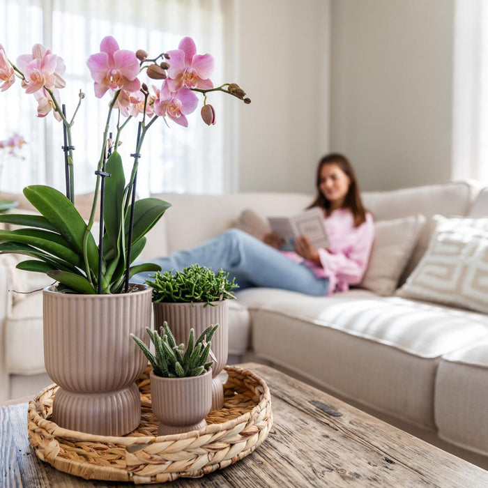 Oud roze Phalaenopsis orchideeën - Treviso - 2x - Ø12cm - Bloeiende kamerplant