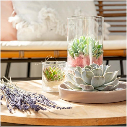 ROOTLESS Succulent Echeveria Pulidonis in 'taupe' bowl - ↕5cm - Ø20cm