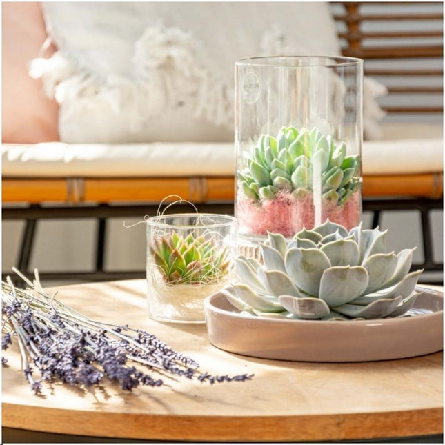 Suculenta sin raíces Echeveria Pulidonis en maceta color 'topo' - ↕5cm - Ø20cm